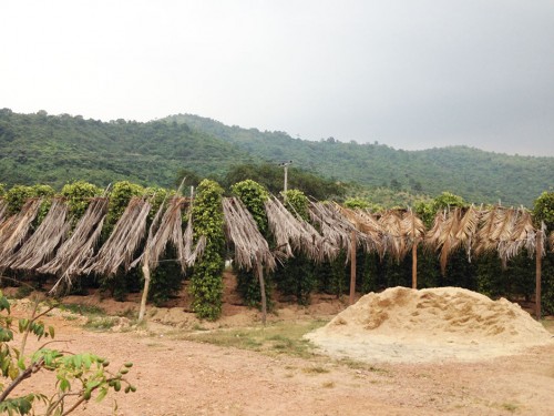 Visita a los campos de pimienta de Kampot